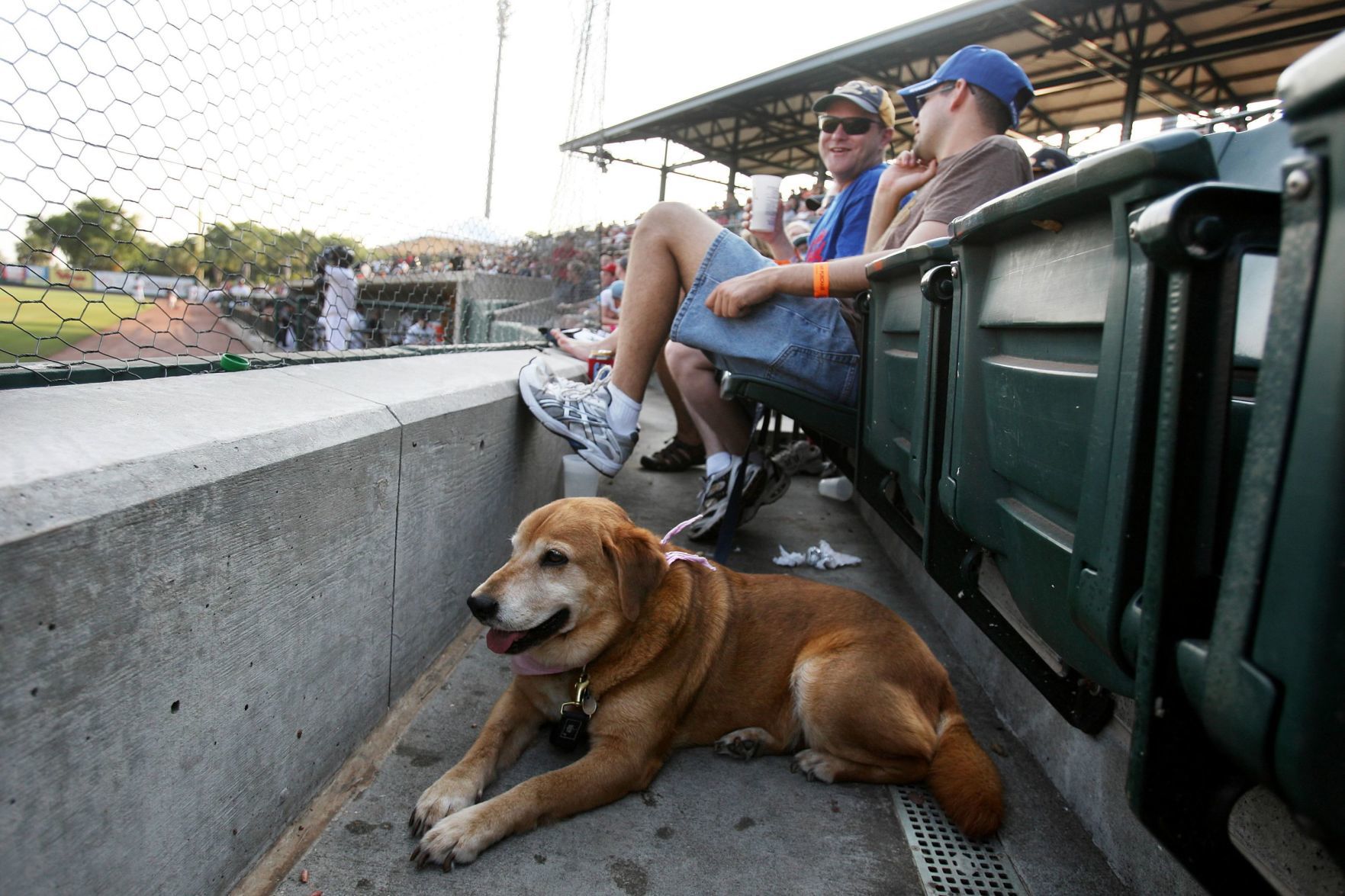 Dogs at RiverDogs